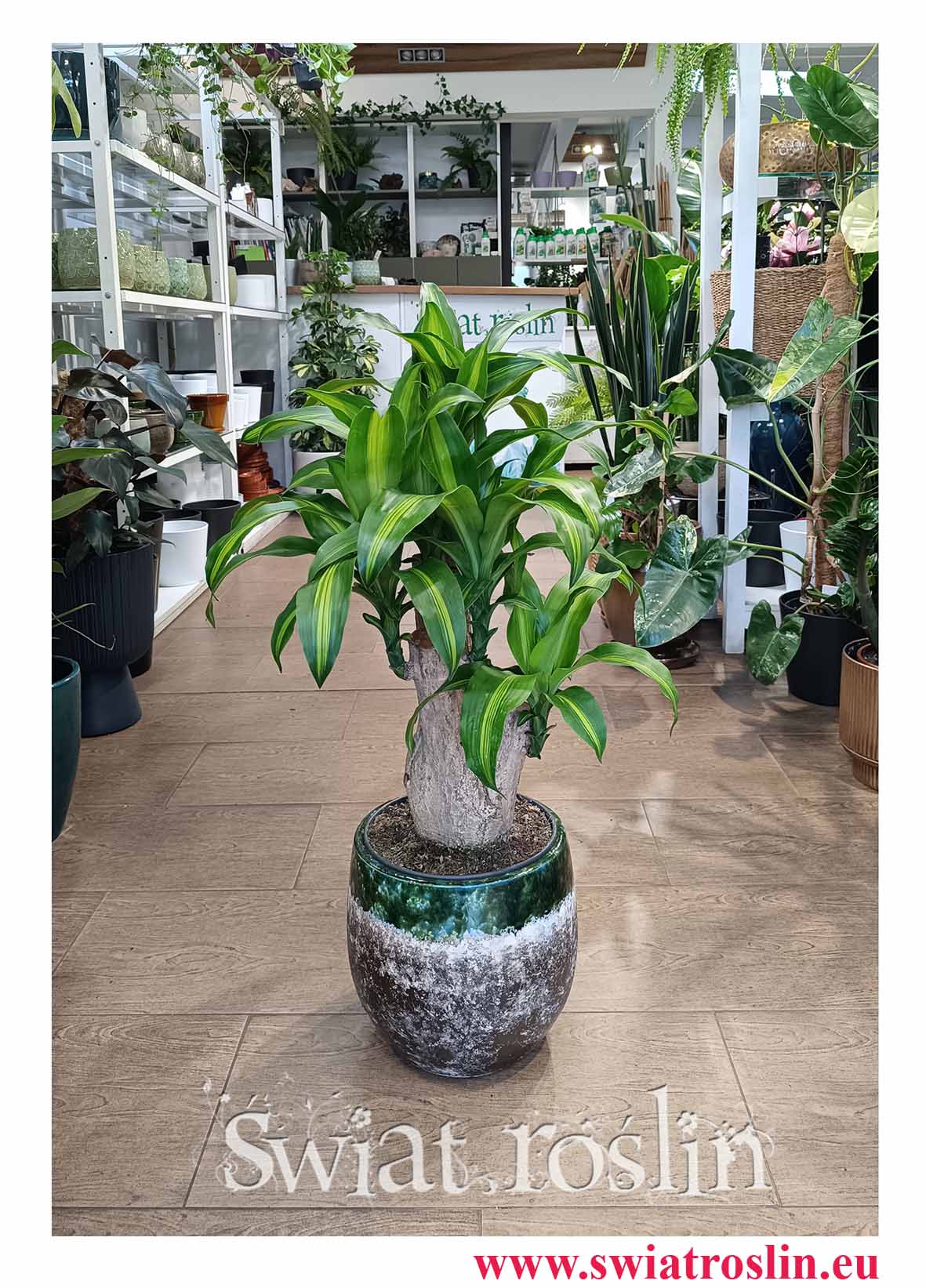 Dracaena Fragrans Massangeana, Dracena Wonna Massangena roślina do biura do firmy do restauracji do kawiarni z dostawą ze sklepu online
